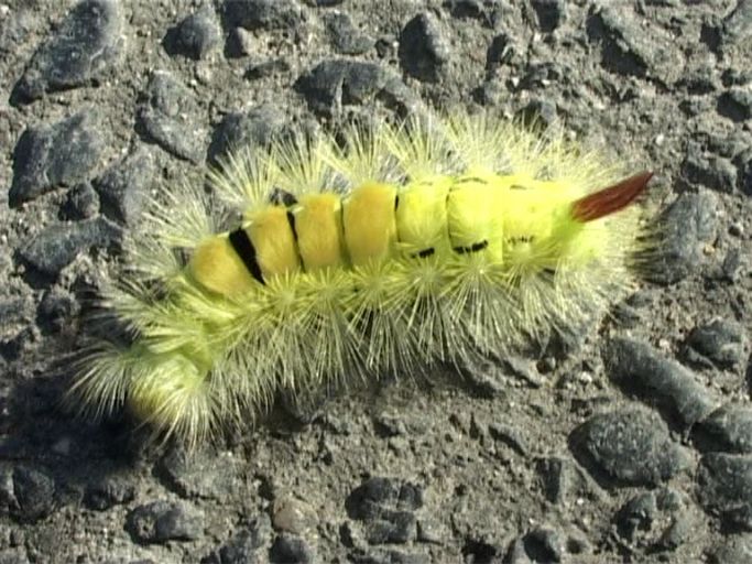 Buchen-Streckfuß ( Calliteara pudibunda ), Raupe des Buchen-Streckfußes : Am Niederrhein, Biotop, 06.10.2007